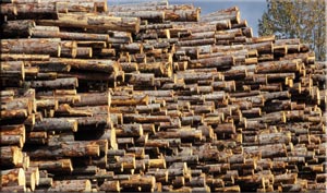 Photo: bcforestinformation.com via rdbmagazine.com