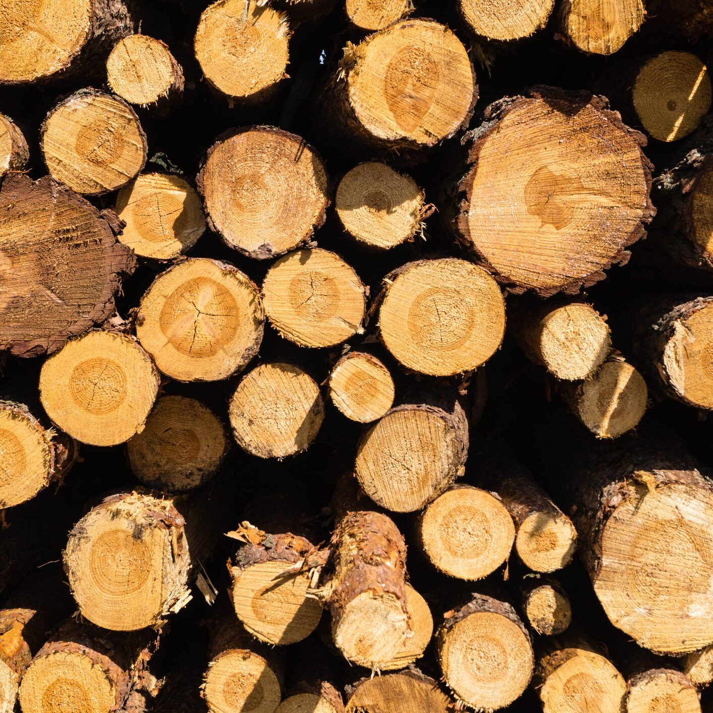 Pile of stacked round wood logs